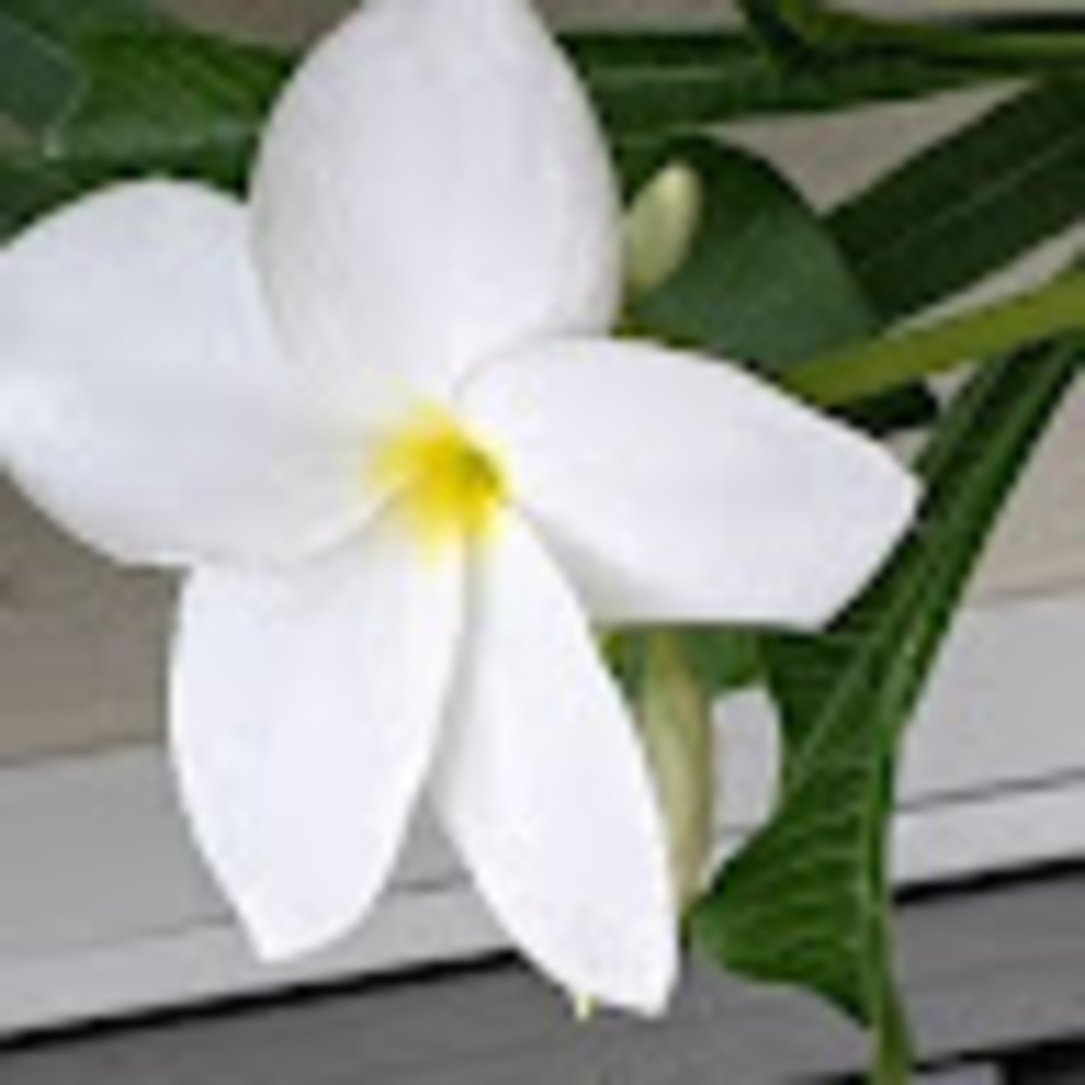 Meet your Posher, Francesca